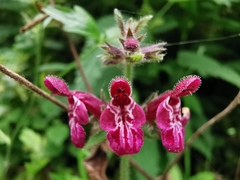 Stachys sylvatica