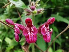 Stachys sylvatica