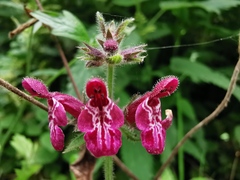 Stachys sylvatica