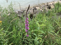 Lythrum salicaria