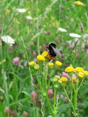 Bombus pratorum