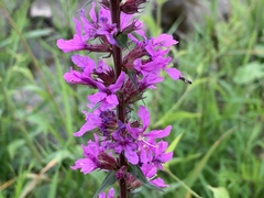 Lythrum salicaria