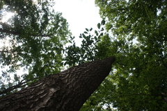 Quercus robur