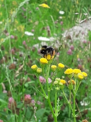 Bombus pratorum