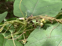 Cuscuta