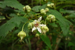 Rubus trianthus
