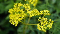 Patrinia scabiosifolia