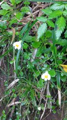 Mazus alpinus