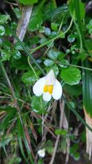 Mazus alpinus