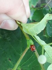 Adalia bipunctata