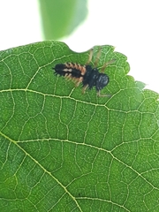 Harmonia axyridis