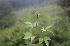 Panax pseudoginseng