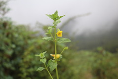 Erythranthe nepalensis