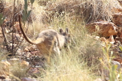 Purple-Necked Rock-Wallaby photo 4