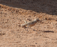 Chersomanes albofasciata