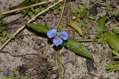 Commelina cyanea