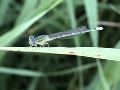 Ischnura elegans