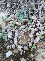 Baculellum articulatum