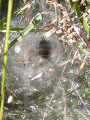 Agelena labyrinthica