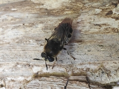 Stratiomys longicornis