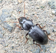 Acinopus megacephalus
