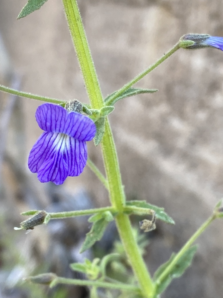 Stemodia viscosa