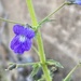 Stemodia viscosa - Photo no rights reserved, uploaded by Richard Fuller