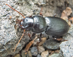 Acinopus megacephalus