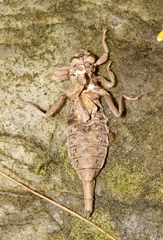 Arigomphus