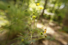 Ranunculus acris