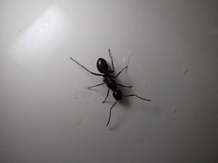 Camponotus obscuripes