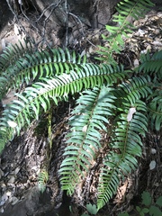 Polystichum imbricans curtum