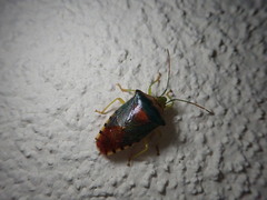 Acanthosoma denticaudum