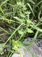 Actinostemma tenerum