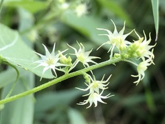 Actinostemma tenerum