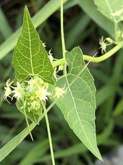 Actinostemma tenerum