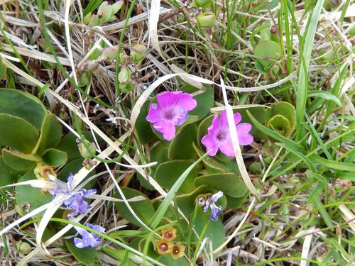 Primula apennina, photograph 5