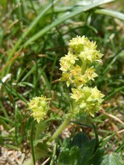 Alchemilla glaucescens