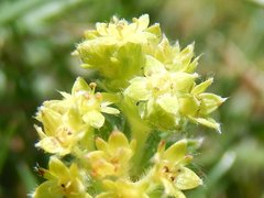 Alchemilla glaucescens