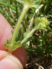 Alchemilla glaucescens