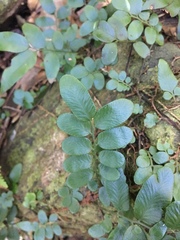 Arthropteris tenella