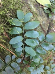 Arthropteris tenella
