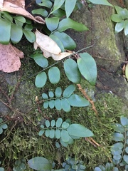 Arthropteris tenella