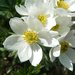 Narcissus-flowered Anemone - Photo (c) Luca Fornasari, some rights reserved (CC BY-NC), uploaded by Luca Fornasari