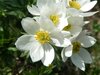 Narcissus-flowered Anemone - Photo (c) Luca Fornasari, some rights reserved (CC BY-NC), uploaded by Luca Fornasari