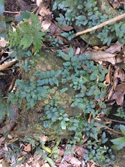 Arthropteris tenella