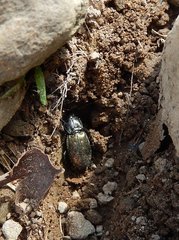 Pterostichus bicolor