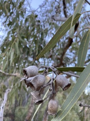 Corymbia terminalis