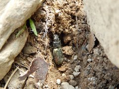 Pterostichus bicolor