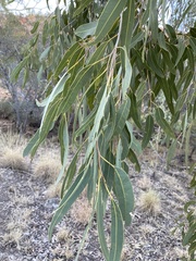 Corymbia terminalis